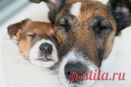 Порода собак фокстерьер