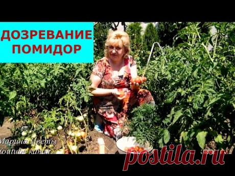 Дозревание помидор , когда срочно собрать урожай!