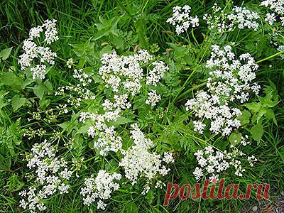 АНИС трава - лечебные свойства и противопоказания Что такое анис и где он растет? Химический состав и леченые свойства аниса. Полезные свойстватравы и плодов аниса. Польза аниса для мужчин и женщин. Использование при похудении.Рецепты с анисом