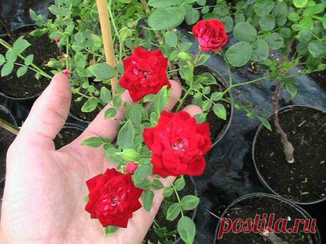 Размножение миниатюрных комнатных роз