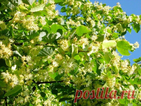 Избавление от отложения солей | НАРОДНЫЕ ПРИМЕТЫ