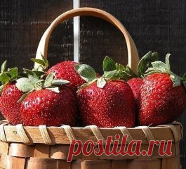 САДОВОДАМ, КОТОРЫЕ СОБИРАЮТСЯ СМЕНИТЬ КЛУБНИЧНОЕ МЕСТО