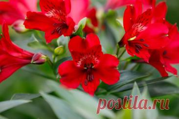 Голландский питомник Miss Alstroemeria, ранее известный как Tesselaar Alstroemeria, получил отраслевую награду на выставке FleurEx.