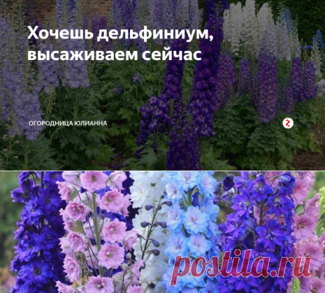 Хочешь дельфиниум, высаживаем сейчас | ОГОРОДНИЦА ЮЛИАННА | Яндекс Дзен