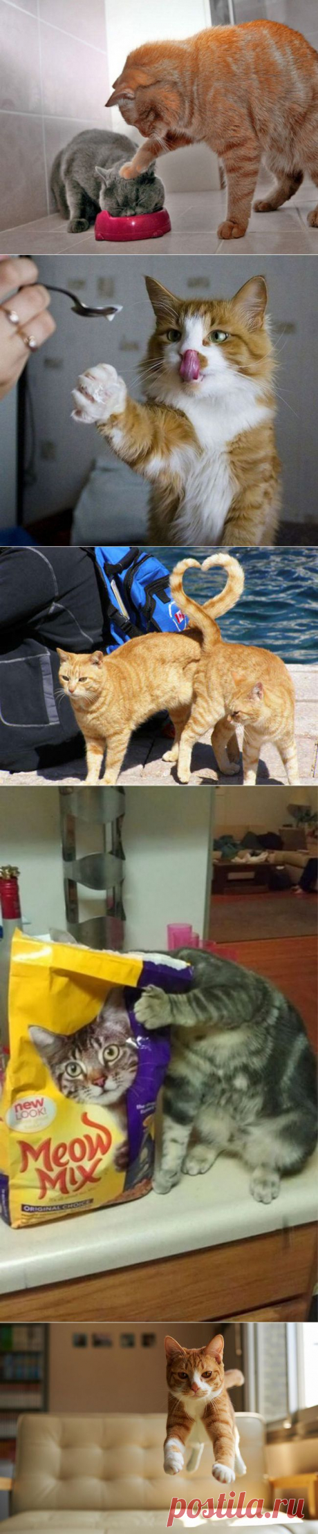 Эти великолепные коты