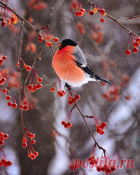 Зимние прелести ... :)))