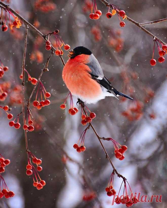 Зимние прелести ... :)))