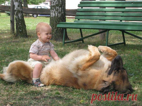 Собаки няни-фото