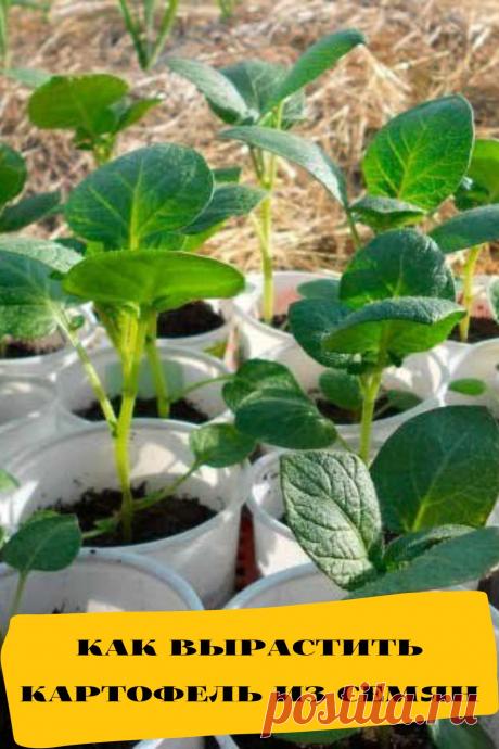 как вырастить картофель из семян