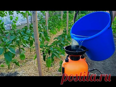 ВАЖНАЯ ПОДКОРМКА ПЕРЦА И ТОМАТОВ! ДЕЛАЮ 3 РАЗА ЗА СЕЗОН!