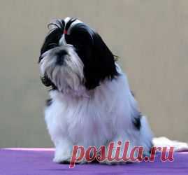 Щенки ши-тцу - Купить щенка ши-тцу Москва - Питомник ши-тцу "Чесвет Лайн",  Москва - щенки ши-тцу