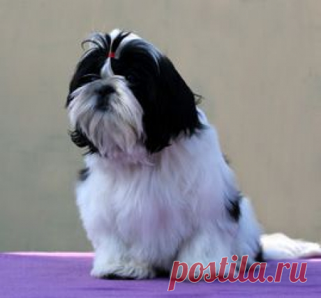 Щенки ши-тцу - Купить щенка ши-тцу Москва - Питомник ши-тцу &quot;Чесвет Лайн&quot;,  Москва - щенки ши-тцу