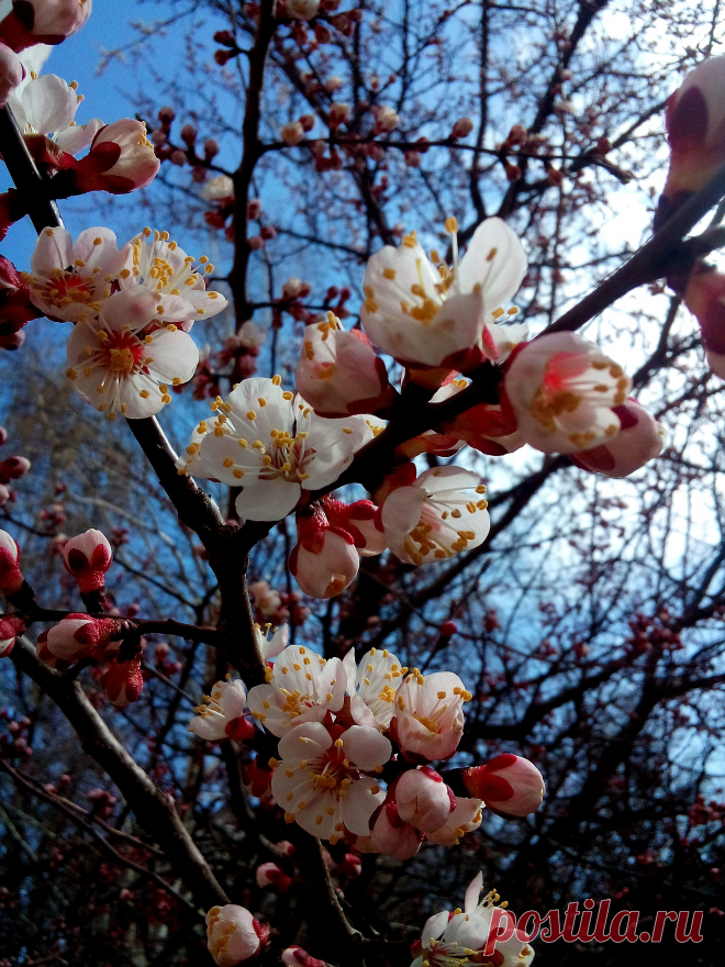 Цветущее абрикосовое дерево