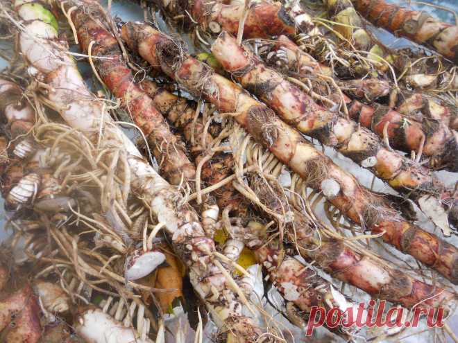 LIAUDIES IŠMINTIS PATARIA (pagal B. Martišienės knygą): AJERO ŠAKNYS (lot. Acorus calamus, angl. Calamus, vok. Ackerwurz)