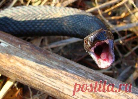 Новости интеллектуального развития: Клещи, медузы, змеи: кто поможет, если вы от них пострадали?