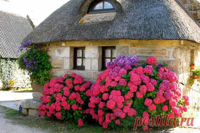 Гортензии в саду цветут...