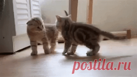 Кото-гифки для отличного настроения!