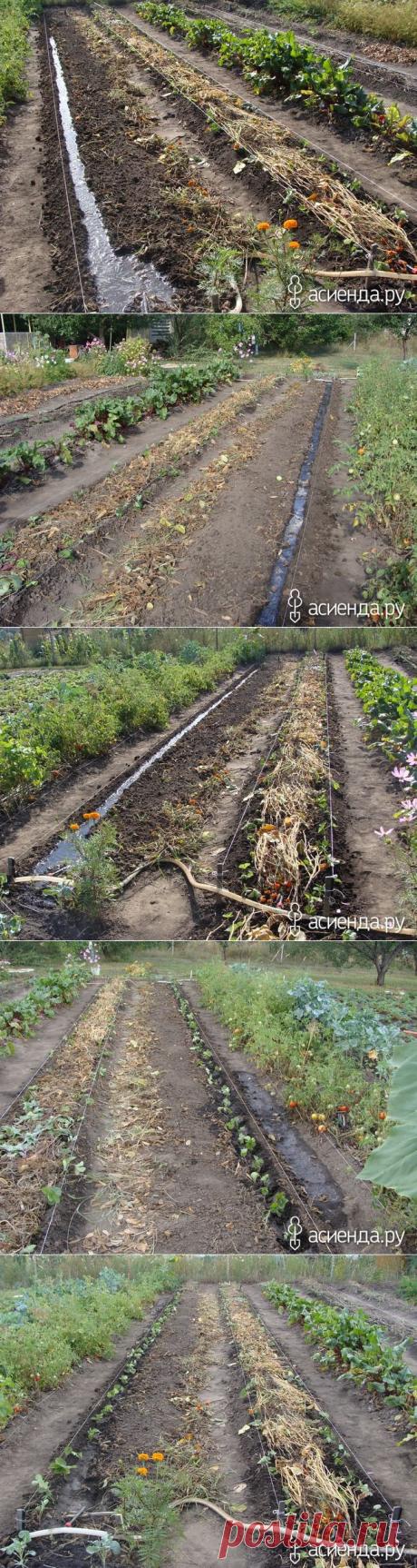 Как посадить клубнику на грядки по Миттлайдеру?: Группа Наши грядки