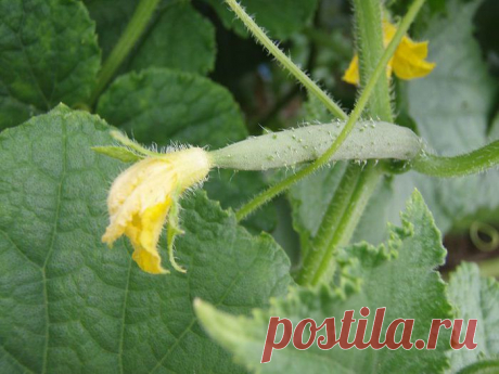 Почему у огурцов опадают завязи | Дачный участок