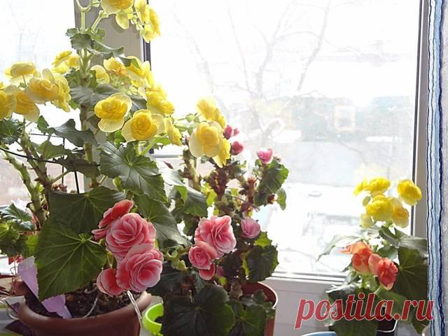 Бегония цветущая - Растения во Владивостоке