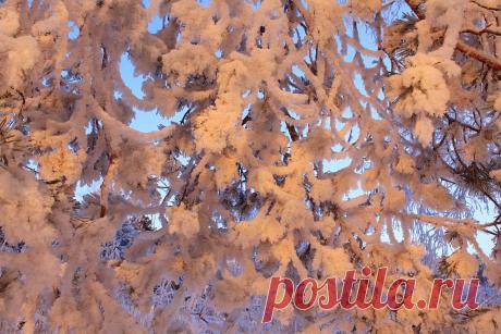 Обои Времена года Зима Крупным планом Снег Ветки Природа - Фото : 362891