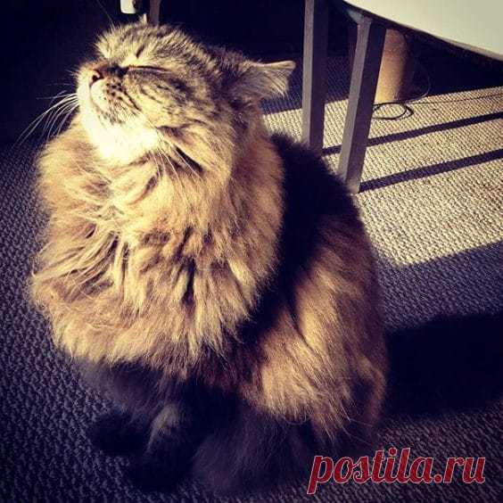 Милое фото кошек, которые находят утешение в поиске теплых мест