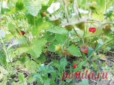 Как заставить землянику плодоносить все лето: нужно лишь вовремя оборвать это. Главное — вовремя удалять усы.