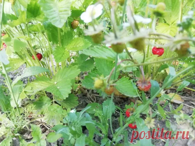 Как заставить землянику плодоносить все лето: нужно лишь вовремя оборвать это. Главное — вовремя удалять усы.