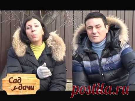 Фикус Эластика: уход за растением  | Домашние растения |