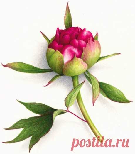 (1799) Pinterest