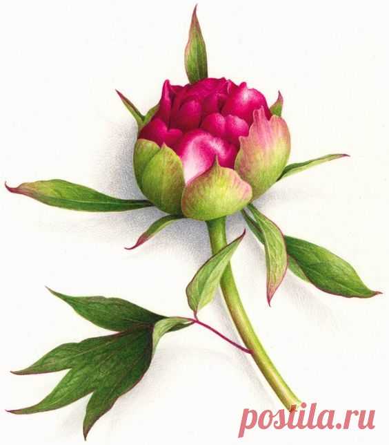 (1799) Pinterest