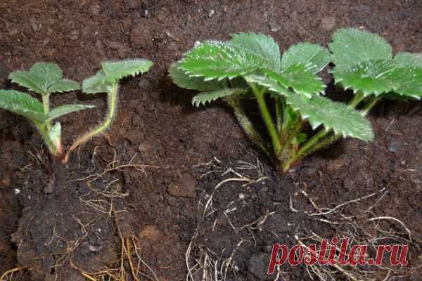 Урожайные девочки и бесполезные мальчики. различается ли земляника по родам?  Говорят, что для посадки земляники годятся только растения-девочки, а с уже плодоносившей грядки обязательно удалить всех «мальчиков». Пожалуйста, расскажите подробнее, как отличить «девчат» от «парней»?



 

 

В ответ на подобные вопросы специалисты обычно изумлённо разводят руками и пов