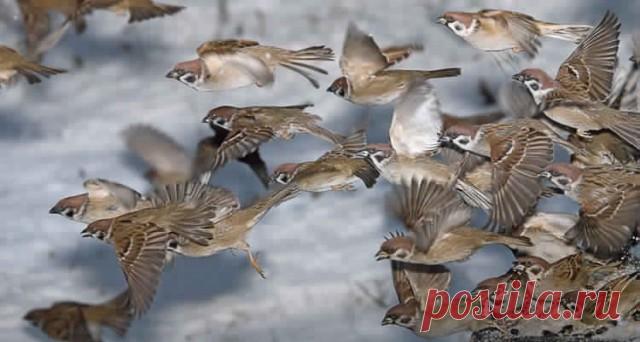 ​Чем закончилось тотальное уничтожение воробьев в Китае? — Интересные факты