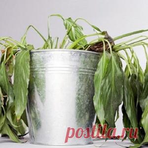 Всего 4 правила — и твои горшки с цветами никогда не будут выглядеть подобным образом!