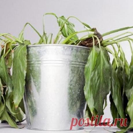 Всего 4 правила — и твои горшки с цветами никогда не будут выглядеть подобным образом!