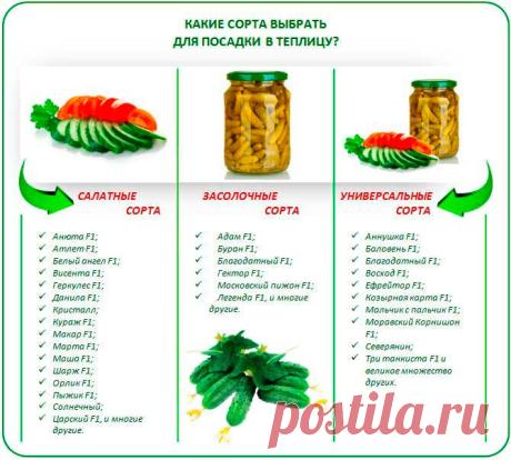 Какие сорта выбрать для посадки в теплицу