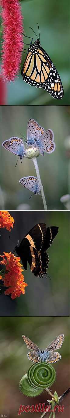 Butterfly | Butterflies