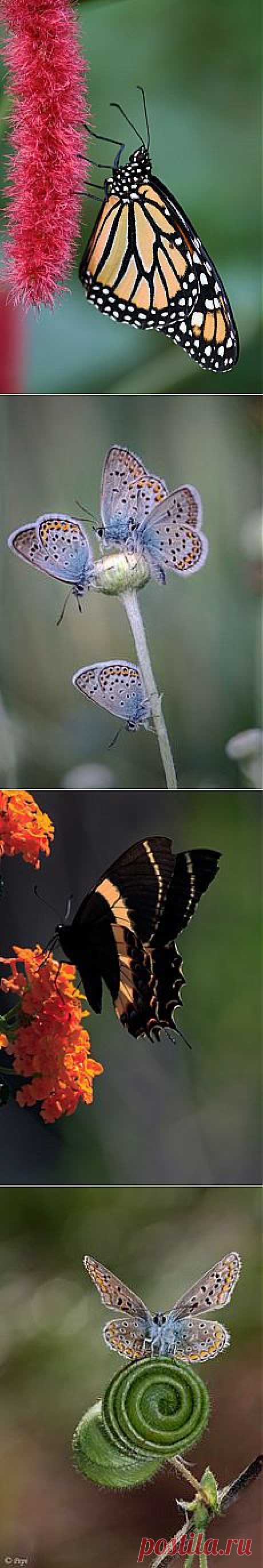 Butterfly | Butterflies