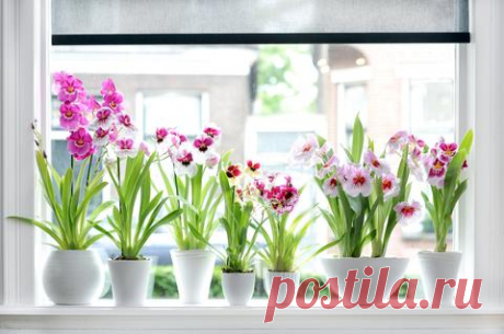 Orchideen schneiden: So geht’s - Mein schöner Garten