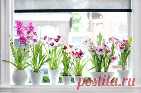 Orchideen schneiden: So geht’s - Mein schöner Garten