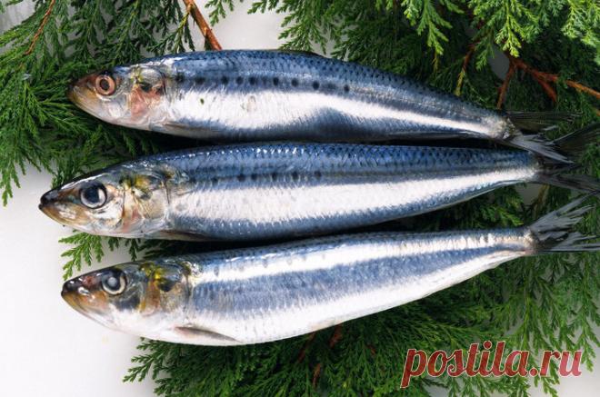 Как вкусно и правильно засолить селёдку