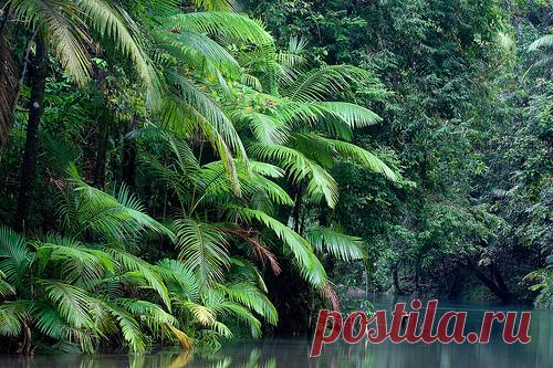 Национальный парк Дейнтри Daintree (Австралия)