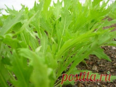 Огород на балконе: что можно вырастить за месяц. Часть 2 | Другие растения (Огород.ru)