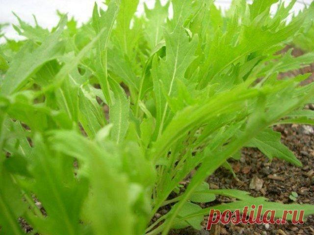 Огород на балконе: что можно вырастить за месяц. Часть 2 | Другие растения (Огород.ru)