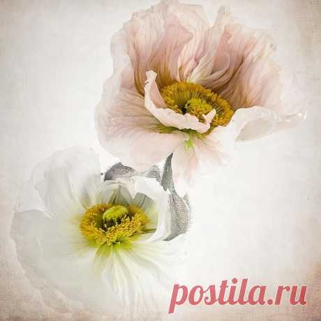 Прекрасные и нежные цветы фотографа Кристин Эллджер