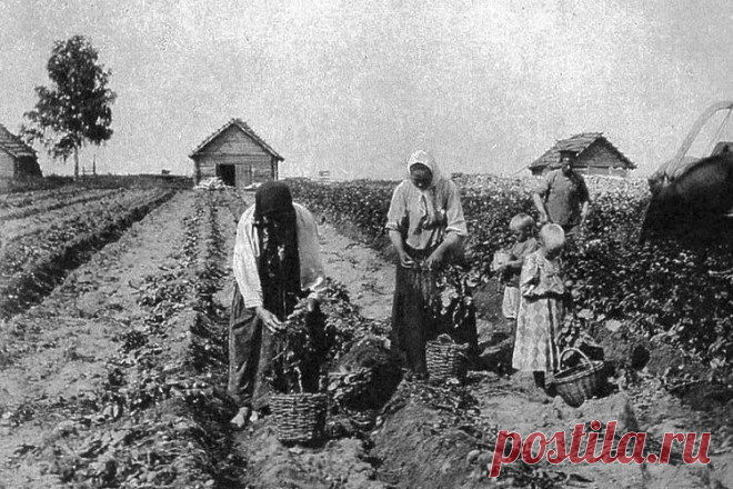 Что русские выращивали в огороде до появления картошки | Кириллица | Яндекс Дзен