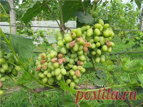 ПОЧЕМУ ПРОИСХОДЯТ ОЖОГИ ЯГОД И КАК ЗАЩИТИТЬ ОТ НИХ ВИНОГРАД?

Дело в том, что виноград защищает себя от излишней 
тепловой энергии солнца транспирацией, испаряя вводу 
через устьица. 
Ягоды винограда, начиная с величины большой 
горошины, защищают себя от инфекции, проникающей 
через устьица путем закрытия их, так называемыми 
чечевичками, и основной механизм регуляции тепла в ягодах перестает работать. В этом нет необходимости для 
винограда, так как его грозди в естестве...