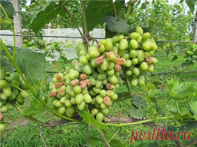 ПОЧЕМУ ПРОИСХОДЯТ ОЖОГИ ЯГОД И КАК ЗАЩИТИТЬ ОТ НИХ ВИНОГРАД?

Дело в том, что виноград защищает себя от излишней 
тепловой энергии солнца транспирацией, испаряя вводу 
через устьица. 
Ягоды винограда, начиная с величины большой 
горошины, защищают себя от инфекции, проникающей 
через устьица путем закрытия их, так называемыми 
чечевичками, и основной механизм регуляции тепла в ягодах перестает работать. В этом нет необходимости для 
винограда, так как его грозди в естестве...