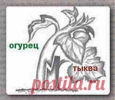 Как привить на тыкву огурцы, дыни и арбуз | Дача - впрок