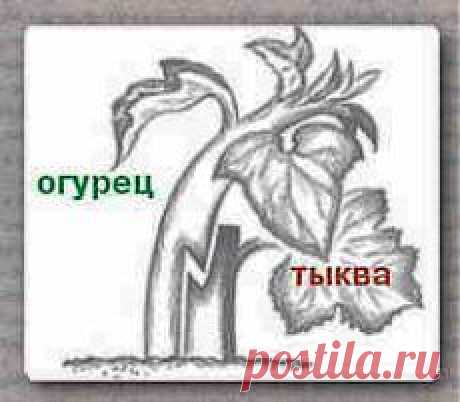 Как привить на тыкву огурцы, дыни и арбуз | Дача - впрок